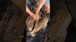 Splitting shale slab to reveal THIS