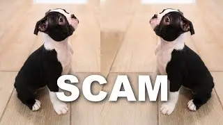 How To Avoid Boston Terrier Puppy Scams! Real Story + Tips!