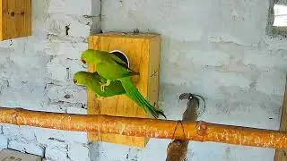 Ringneck Parrot Pairing & Breeding Behavior