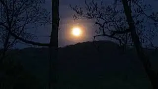 Coyotes (Don Edwards) - Trapper Cabin (2021)