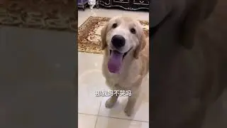 #TikTok #Trending #cutedog #dog #cat #cutecat #animal  Cop Ne  #short #shorts 3052 #Hottrendtiktok