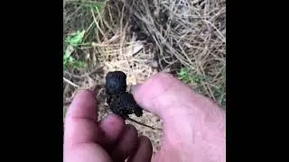 Identifying animal scat