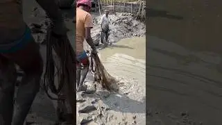 Amazing village castnet fishing in village pond #fishing #shorts
