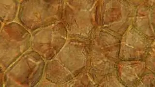 Plasmodesmata in Tomato Cells