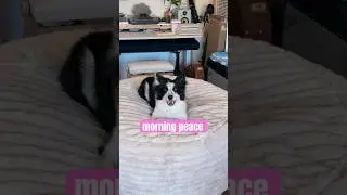 Щенок бордер-колли наслаждается совершенно спокойным утром.