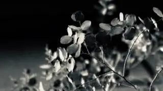 Bumblebees are out - Jack Stauber | SLOWED
