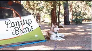 Camping with Bears