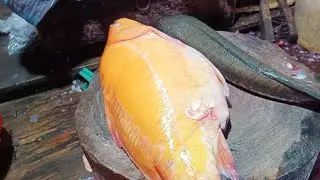 Amazing Skills show live today&rsquo;s fish market Alean Fatema - Wellness Path is live