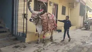 हेलो दोस्तों यह देखिए महादेव जी का सवारिया 
