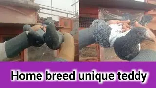 Home breed unique teddy 🕊@Birdsloverzone5535