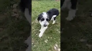Video of adoptable pet named Brynn