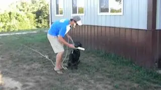 Force Fetch with pinch collar and pinch ear