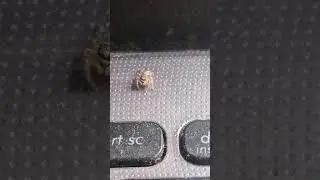 The Jumping Spider Notices You