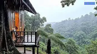Deep Sleep Rain Forest Soundscape with Slow Piano for Total Night Relaxation