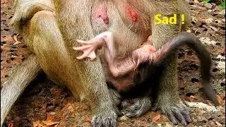 So-So sad newborn Polino cry-cry to remove till so weak, Why Popeye sit on Newborn Polino like this