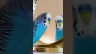 The Mirror Rival #cute #funny #animal #cat #shorts