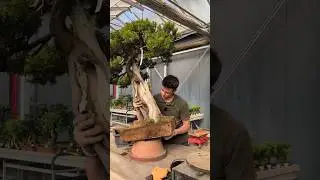 Repotting a 70 years old taxus bonsai tree #repotting #taxus #bonsaitree
