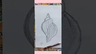 Antique illustration of sea shell 🐚 isolated #art #shorts