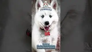 So who's your love this year? #pomskypuppy #husky #minihusky #pomskybreeder #pomskydog