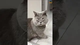 The Cutest & Funniest Cat Faces You&rsquo;ll Ever See! ❤️😂