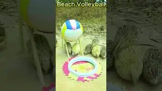 Beach volleyball #BirdTrap #BirdCatching #DIYBirdTrap #TrapForBirds #BirdHunting