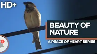 The Beauty Of Nature ❤ || Short Video || Bird Preening