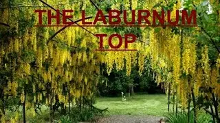 class 11 The laburnum top explanation 😄