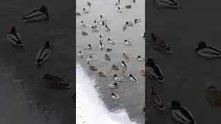 🦆🦆🦆🦆pe r&acirc;ul Dorna#Vatra Dornei