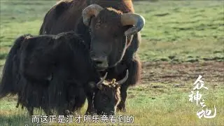 物竞天择的最终归宿是杂交？《众神之地 The king's terrotory》| China Zone - 纪录片