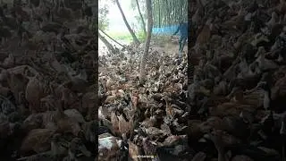 New duck 🦆 farm in narsama uttarwali tola bihar Sitamarhi mobile no.9508987469