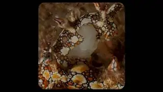 Bornella Anguilla Nudibranchs Mating