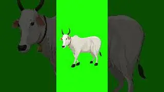 Cow walking green screen #viral #shorts #automobile #cartoon #animation