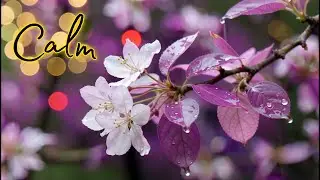 Tranquil Piano & Cello Melodies ~ Relaxing Piano Music And Rain for Healing Your Mind