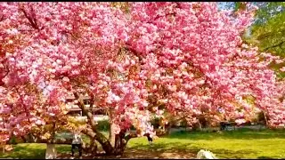 SPRING SEASON EXPLORING THE BEAUTY OF NATURE ||CZECH REPUBLIC || MY NEICE ||