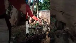 meet David kosgei stingless bee farmer.