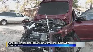 8 cows killed along Highway 22, 7 still loose, Horry County police say