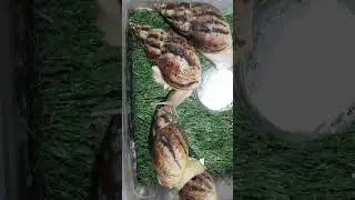 Daxshat buni albatta ko'rila.