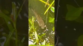 My snakehead fish #shorts #viral #trending #fishing #fish #snakeheadfish