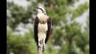 Osprey Resting | Fiske&oslash;rn Relaxing in a Tree | 4K Wildlife 2025