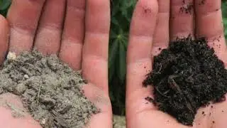 Coontie Plant Research Video