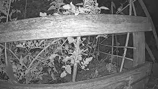 Will playing predator sounds (hawk, bird of prey) scare rodents away from garden tomatoes?