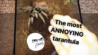 This TARANTULA is SO ANNOYING !!! (but for a creative reason)