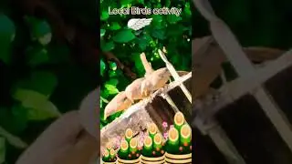 🪽 Local Birds activity 🪽💫#naturebeauty💖