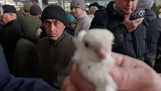 Кафтарбозори Хучанд. Рынок голубей Худжанд #pigeon #kabootarloft05 #birds #kabootar #pigeonhouse #