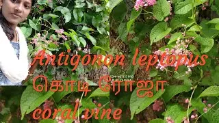 Antigonon leptopus| coral vine| கொடி ரோஜா @IFFANI