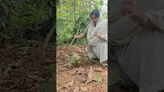 Caladium hunting#planthunting #plants #caladium #SULUZORCHIDS #suluzdiaries