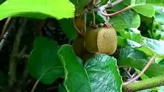 Samsung Omnia7 camera video sample 720p HD