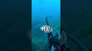 🎯DENTEX in SLOW 🎯MOTION#spearfishing #pescasubmarina #pescasub