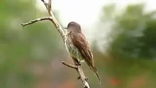 olive-sided flycatcher, Contopus cooperi, Humedal Conejera, Migracion Aves Colombia