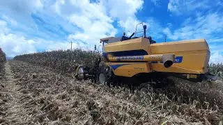 MILHO COM PRODUÇÃO RECORD! INÍCIO DA COLHEITA 🤠🌽